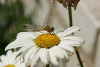 драгонфлай