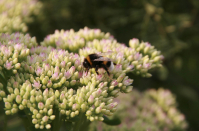 нарву-ка своей пчеле цветочков