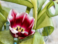 Просто тюльпан