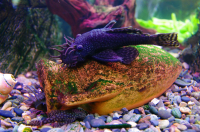 Страшный сом