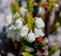 кассиопея вересковидная