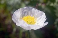 полезен при тупых болях