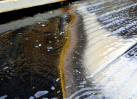 Золотая дорожка