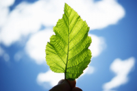 Последний листок лета