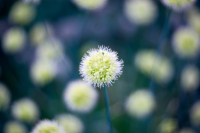 луковая галактика