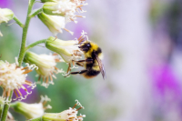 колымский шмель