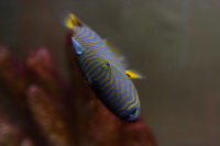 Морская рыбка