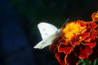 бабочка на шафране