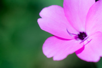 умерла так умерла