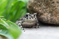 еще не жаба, уже не головастик