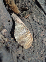 вертолетик