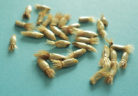 семена василька