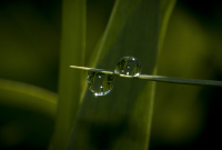 Роса (настоящая)