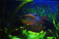 Жемчужная рыбка (гурами)
