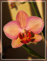 Orchidée