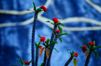 кактус цветущий