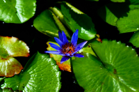 осы в кувшинке