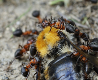 В чем сила, брат?...