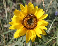 Зреющее солнышко