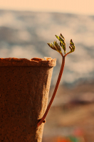 Камни пройденных дорог сумел пробить росток