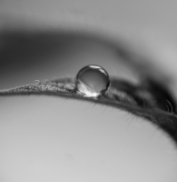 Жемчужная роса