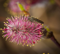 Какая-то козявка