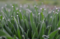 Вечерняя роса