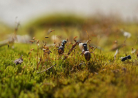 Скозь леса,поля и горы...