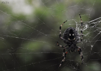 Паук-улыбака