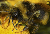 про краски уходящего лета