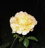 Роза в ночи