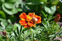 Греется на солнышке...