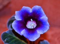 Домашняя глоксиния