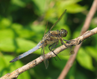 На ветке не стоит а держится
