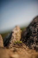Аленький цветочек