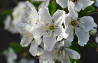 весенне-апрельское :)