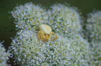 Жёлтый паукан