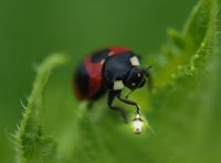 А в руке его горел....