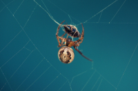 Обед паука 2