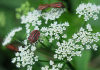 третий лишний