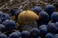 грибочек с голубичкой