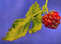 лучшая ягода севера