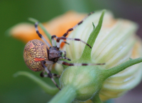 Огромный экземпляр
