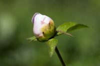 Случайный гость