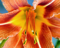 Ножки в босоножках