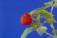 дикая малинка