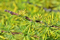 хвоя,зелёно-жёлтая