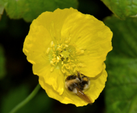 шмель уснул