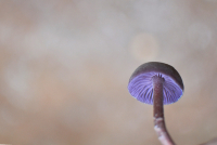 из страны чудес