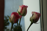 розы для любимой